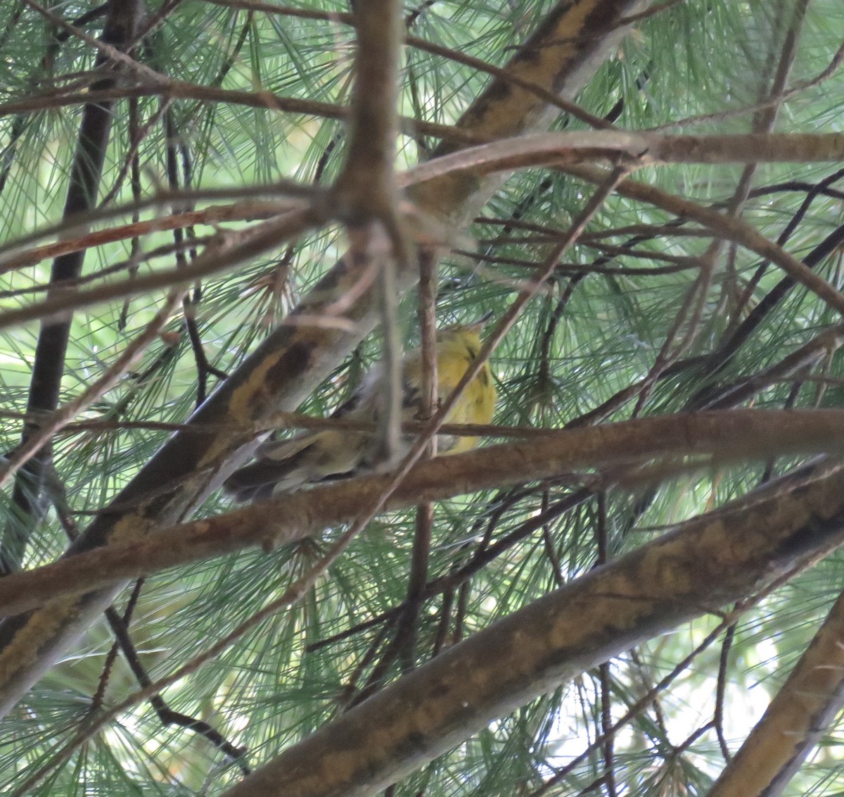 Pine Warbler - ML252481301