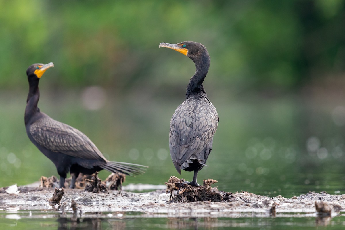 Double-crested Cormorant - Brad Imhoff