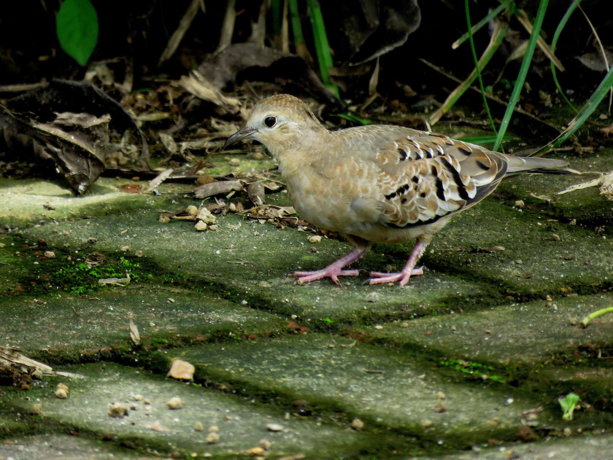 Ecuadorian Ground Dove - Edison🦉 Ocaña
