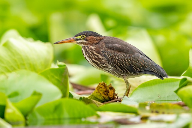 Green Heron Ebird