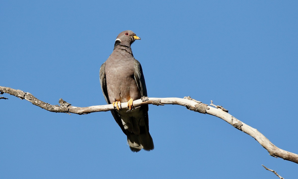 Band-tailed Pigeon - Aaron Boone