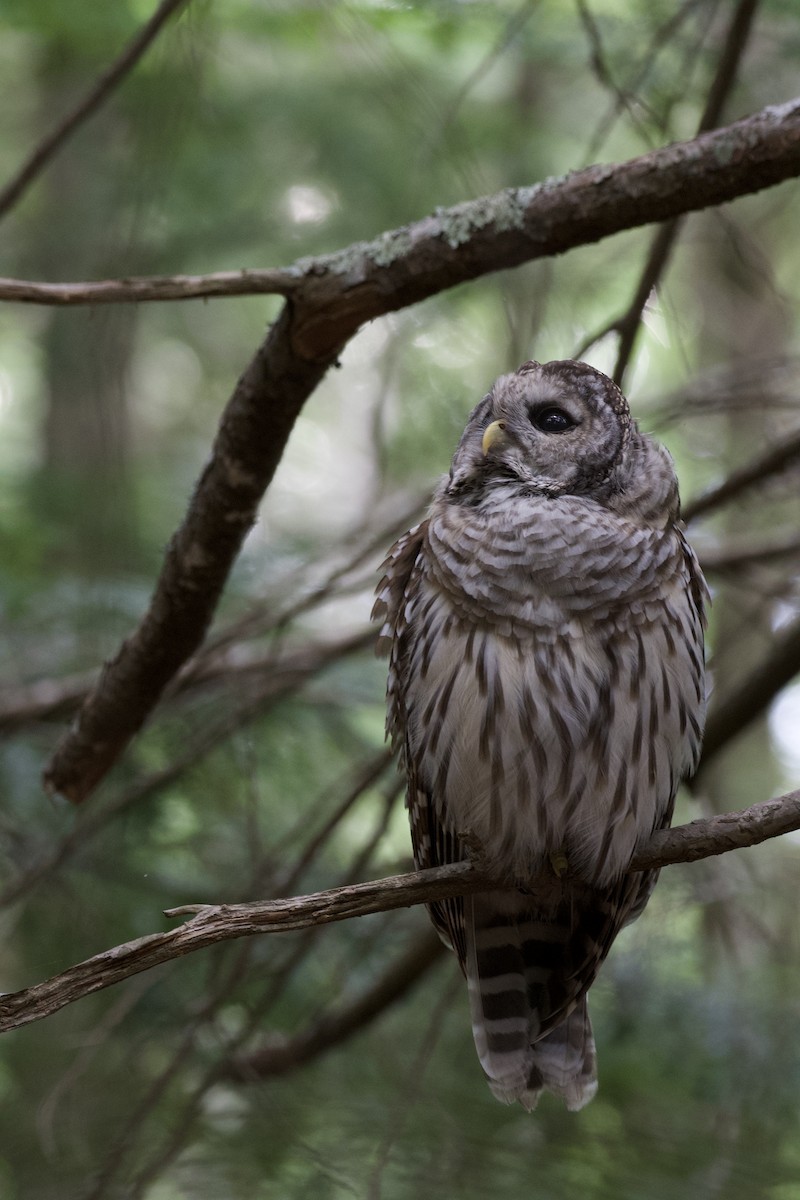 Barred Owl - ML252488971