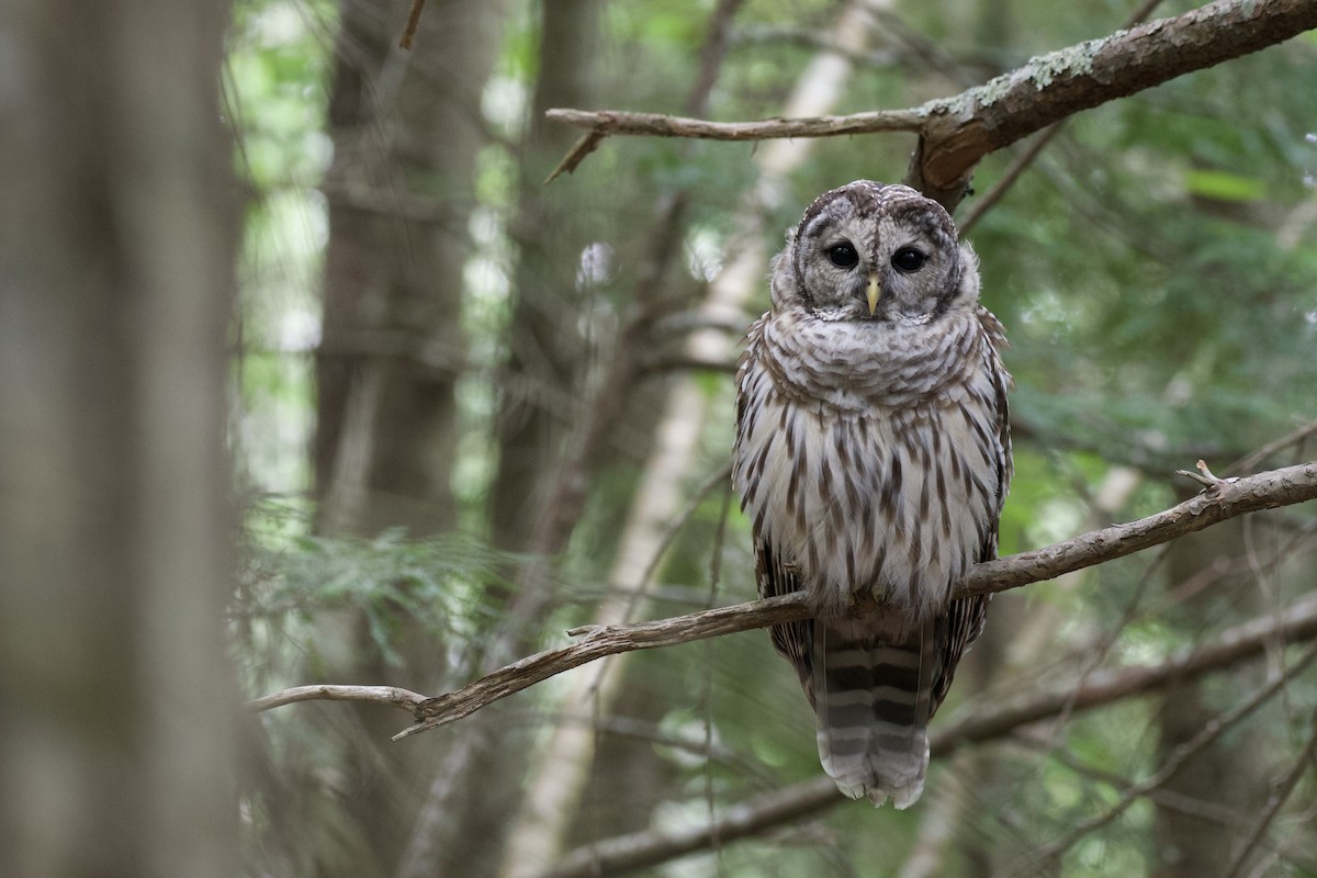 Barred Owl - ML252488981