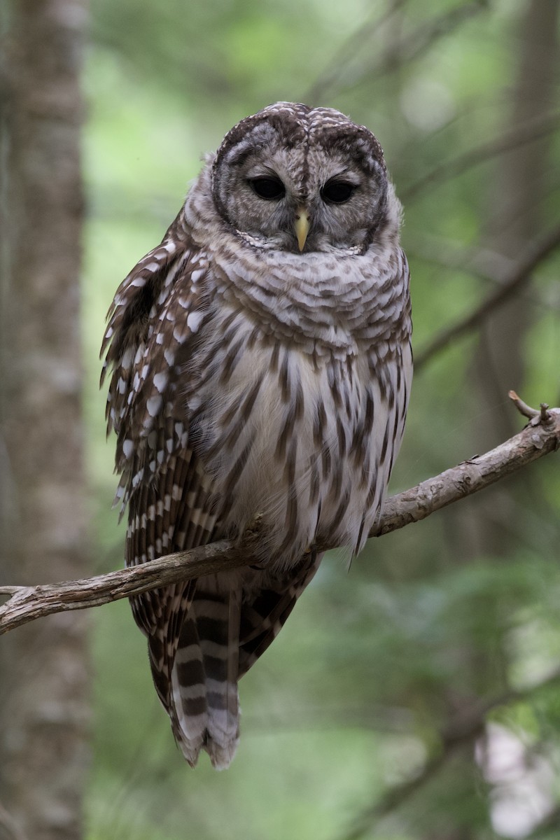 Barred Owl - ML252488991