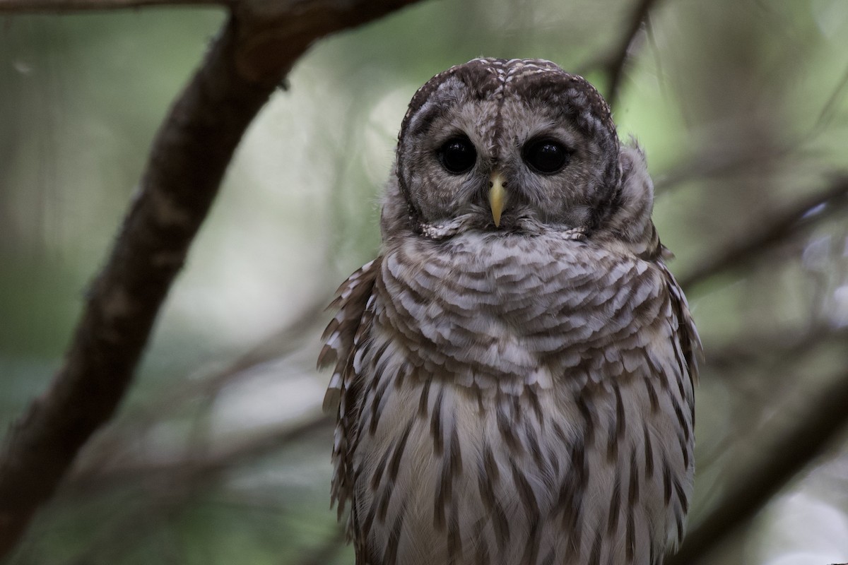 Barred Owl - ML252489341