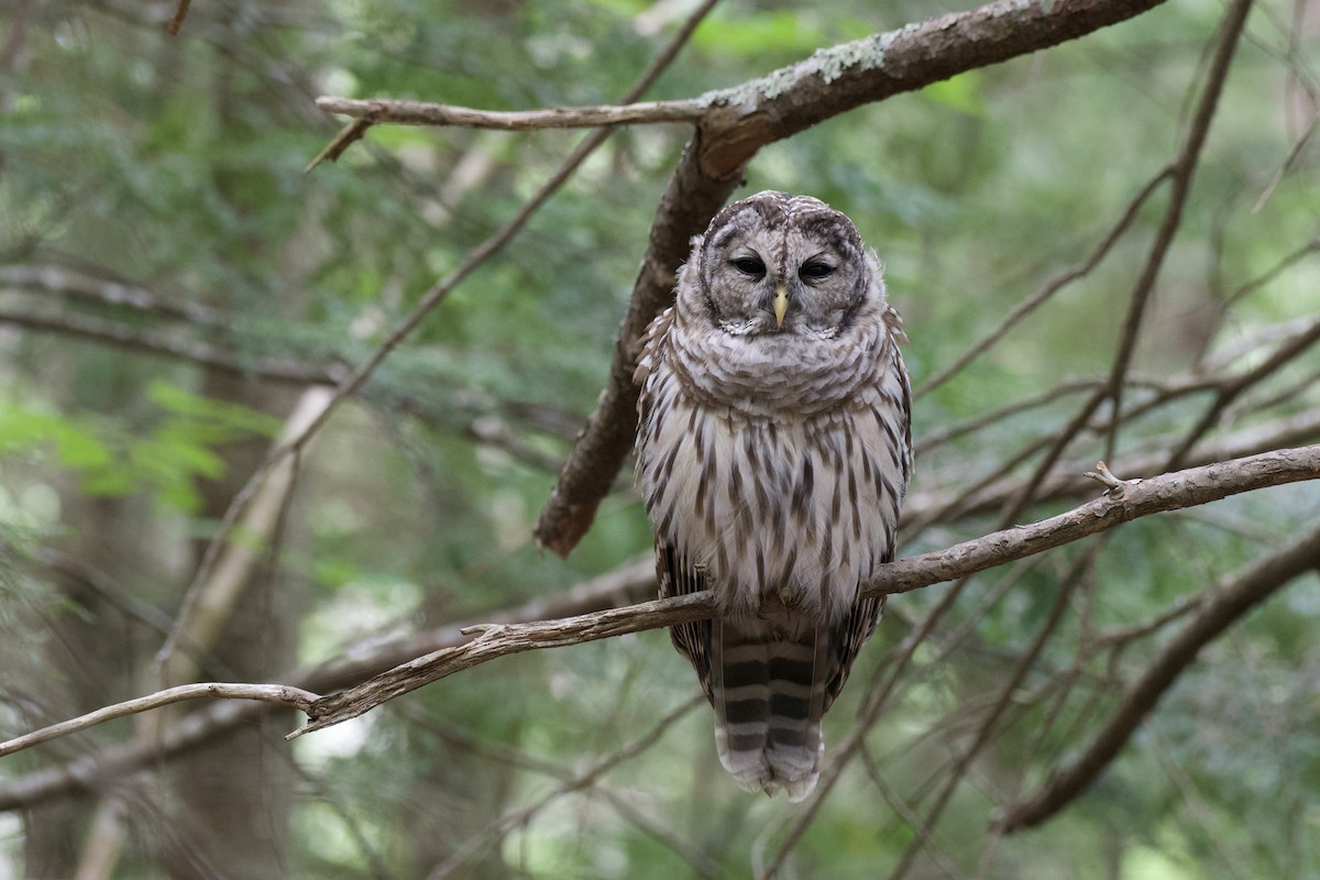 Barred Owl - ML252489351