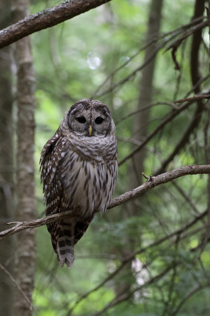 Barred Owl - ML252489361