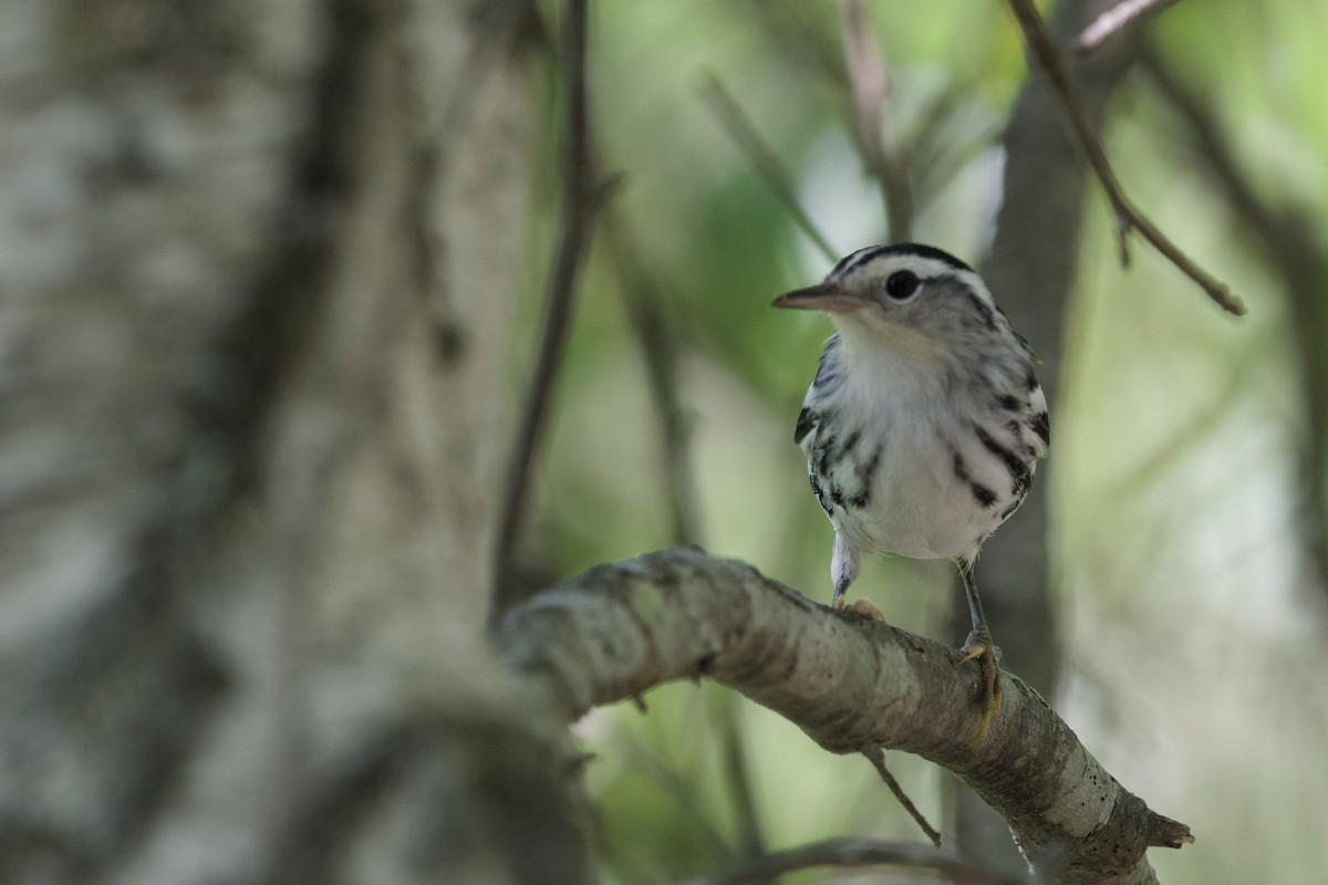 Black-and-white Warbler - ML252489841