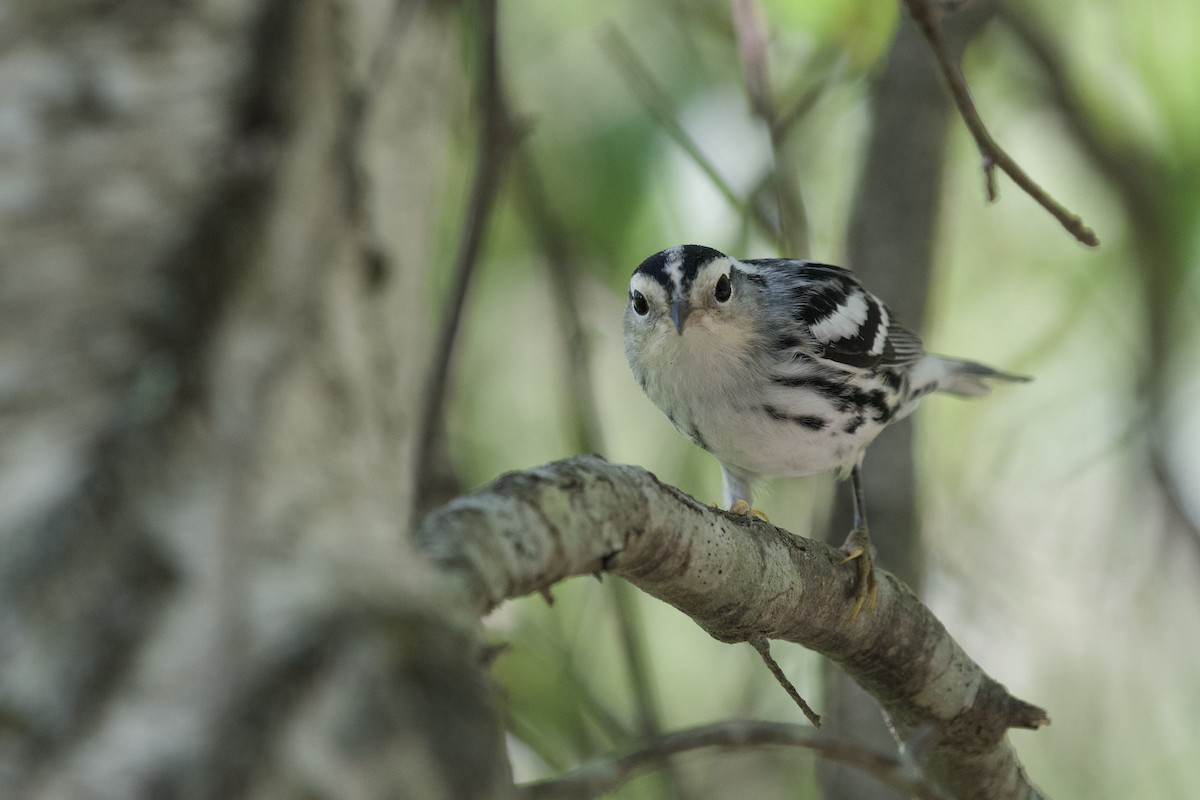 Black-and-white Warbler - ML252489851