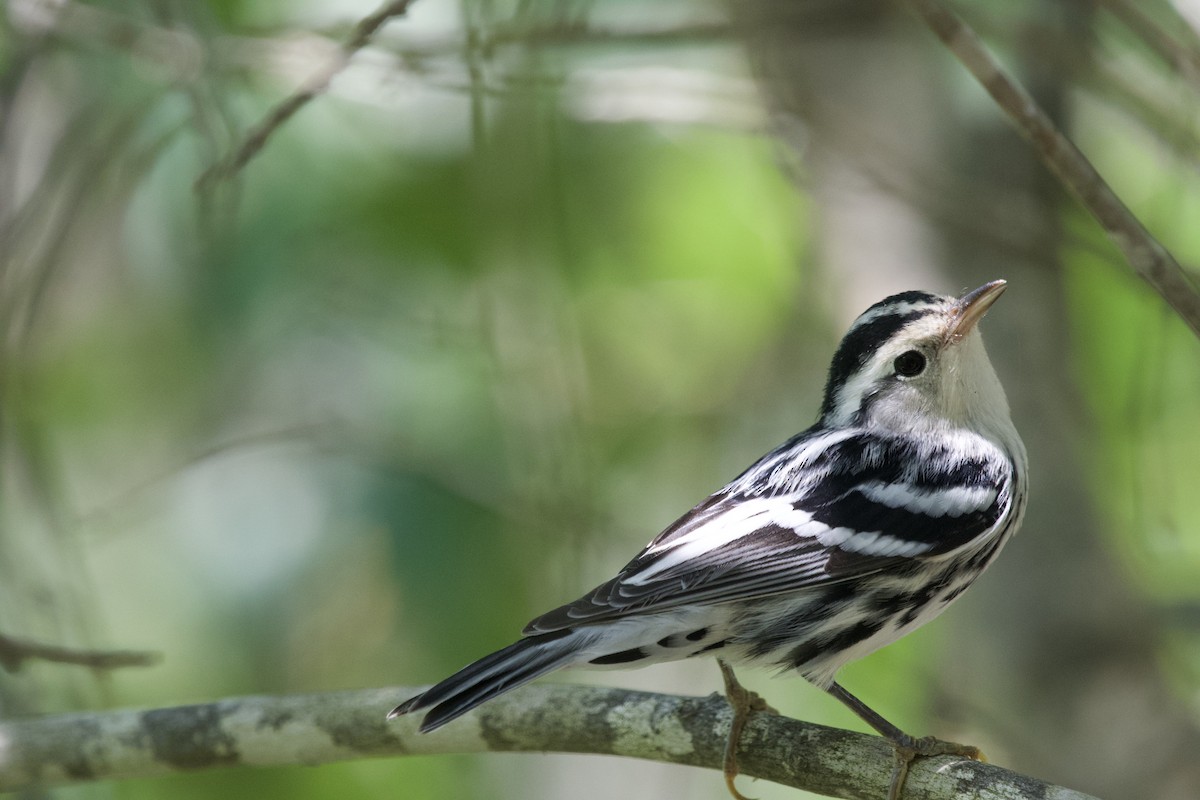 Black-and-white Warbler - ML252489861