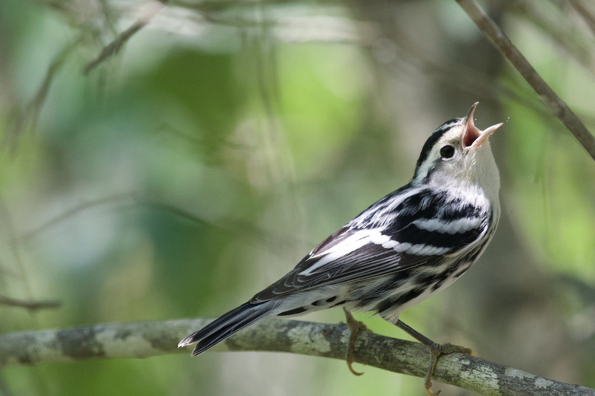 Black-and-white Warbler - ML252489871