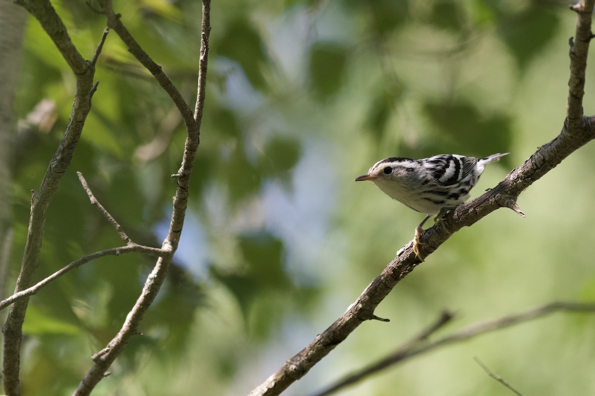 Black-and-white Warbler - ML252490011