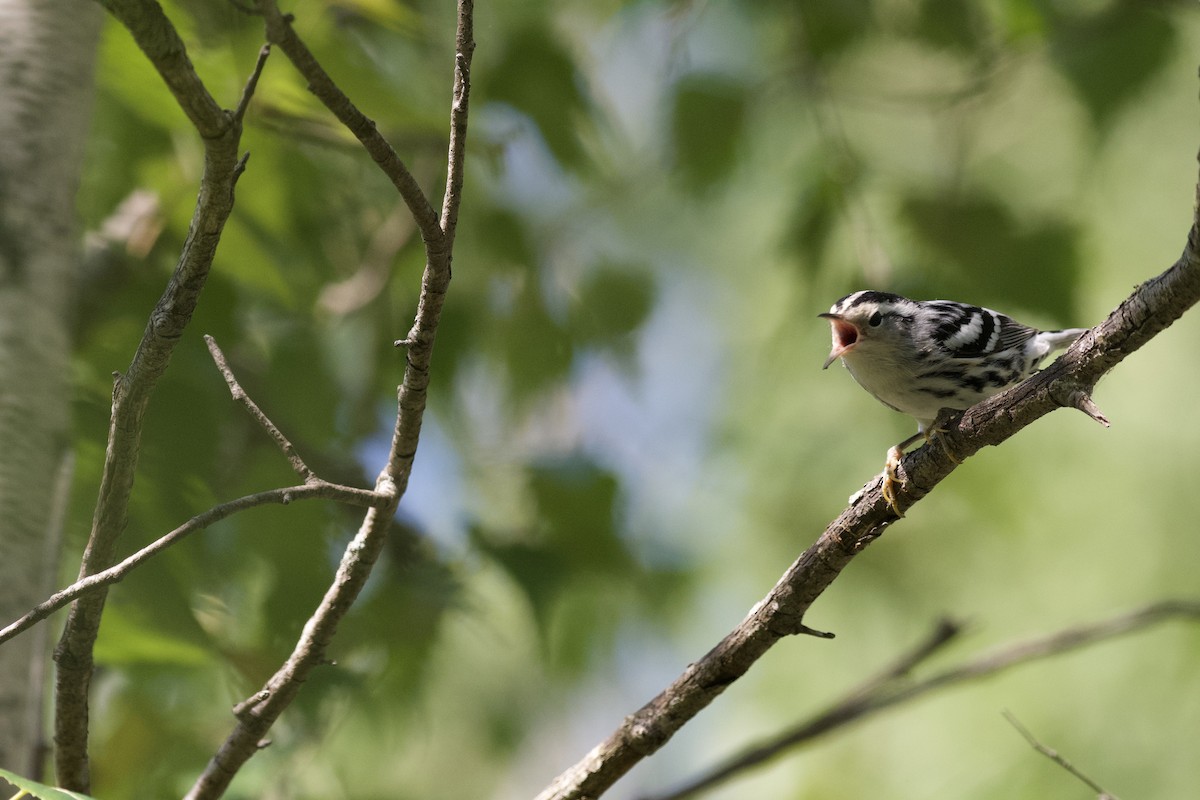 Black-and-white Warbler - ML252490021