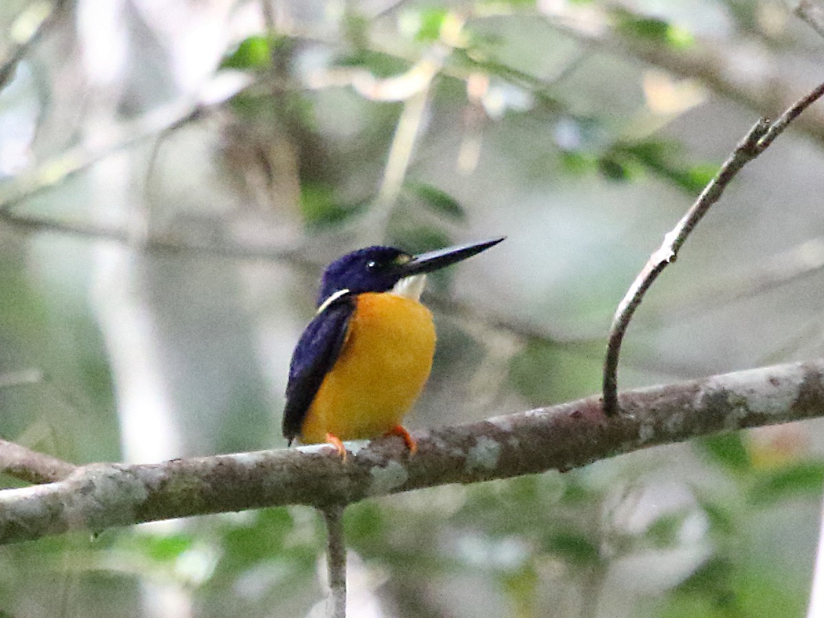 Papuan Dwarf-Kingfisher - ML252490871