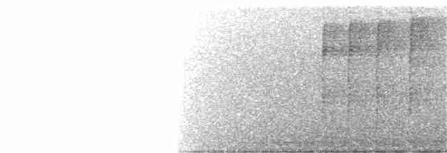 Синеголовая веерохвостка - ML252495561