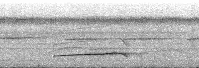 Тиран-плоскодзьоб рудохвостий - ML25250