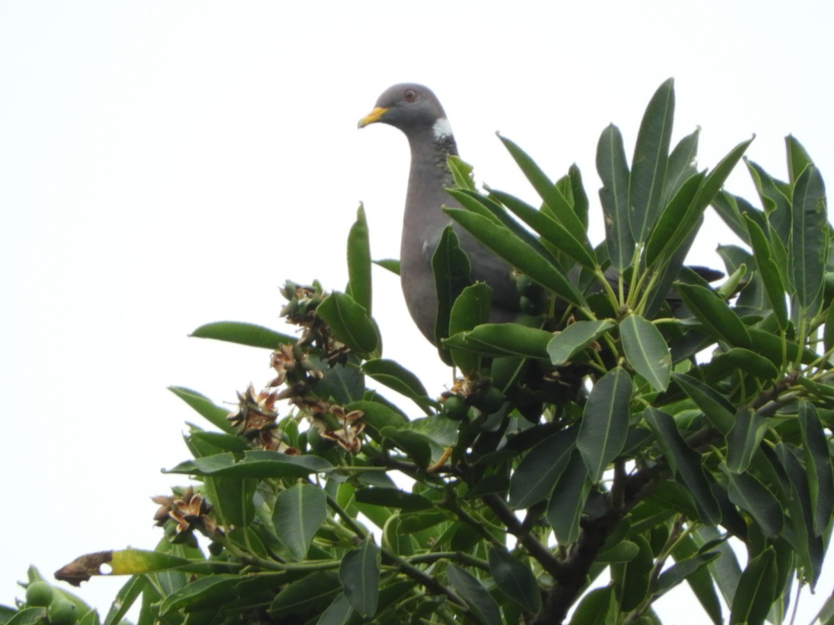 Band-tailed Pigeon - Savingcoffeeandbirds Costa Rica