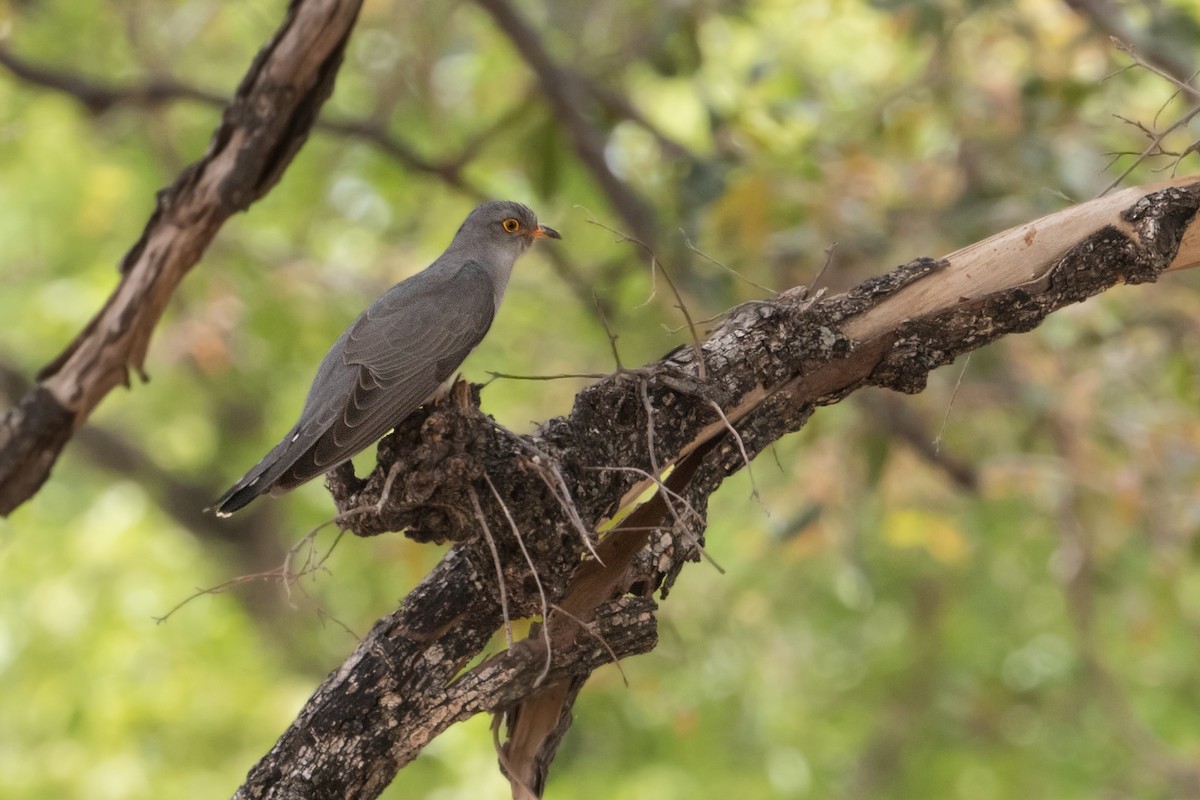 African Cuckoo - ML252503841
