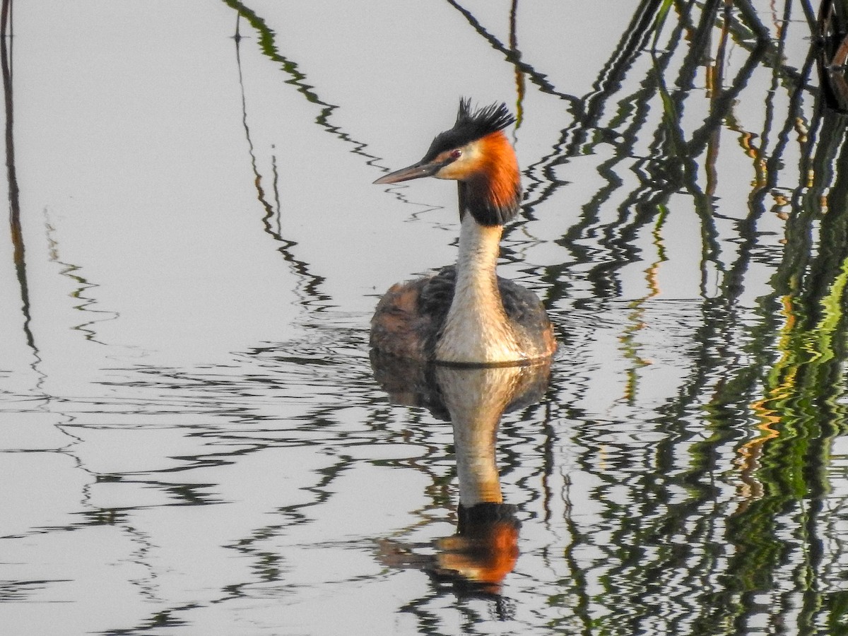 Great Crested Grebe - ML252504201
