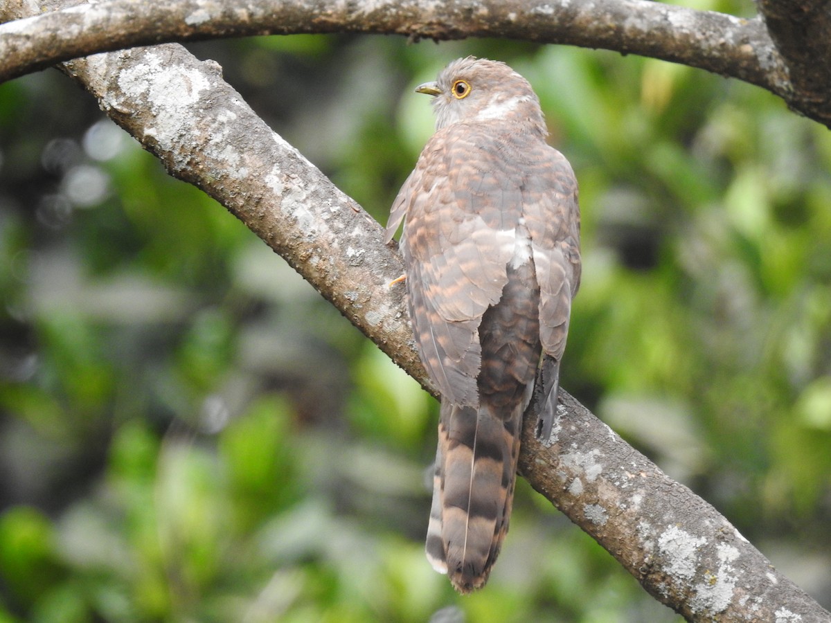 Common Hawk-Cuckoo - ML25250541