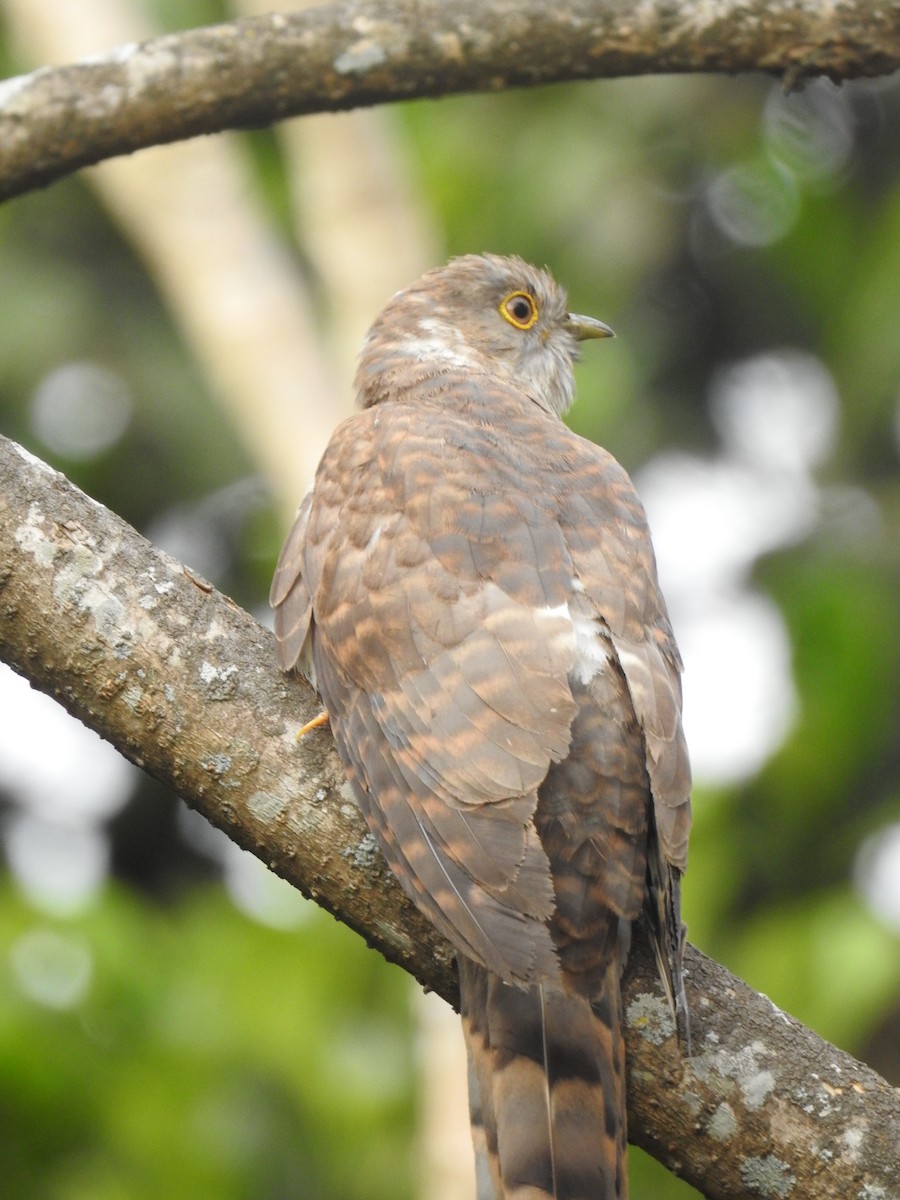 Common Hawk-Cuckoo - ML25250551