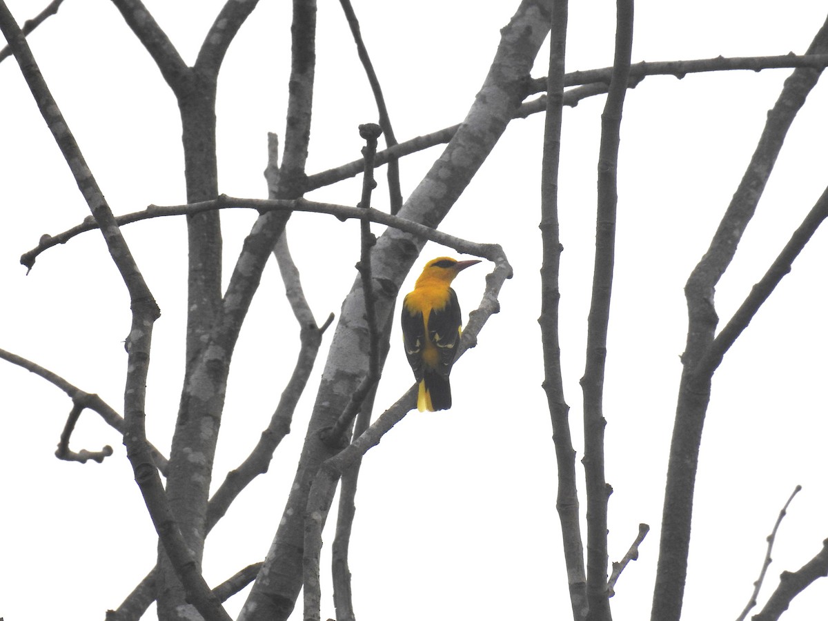 Indian Golden Oriole - ML25250561