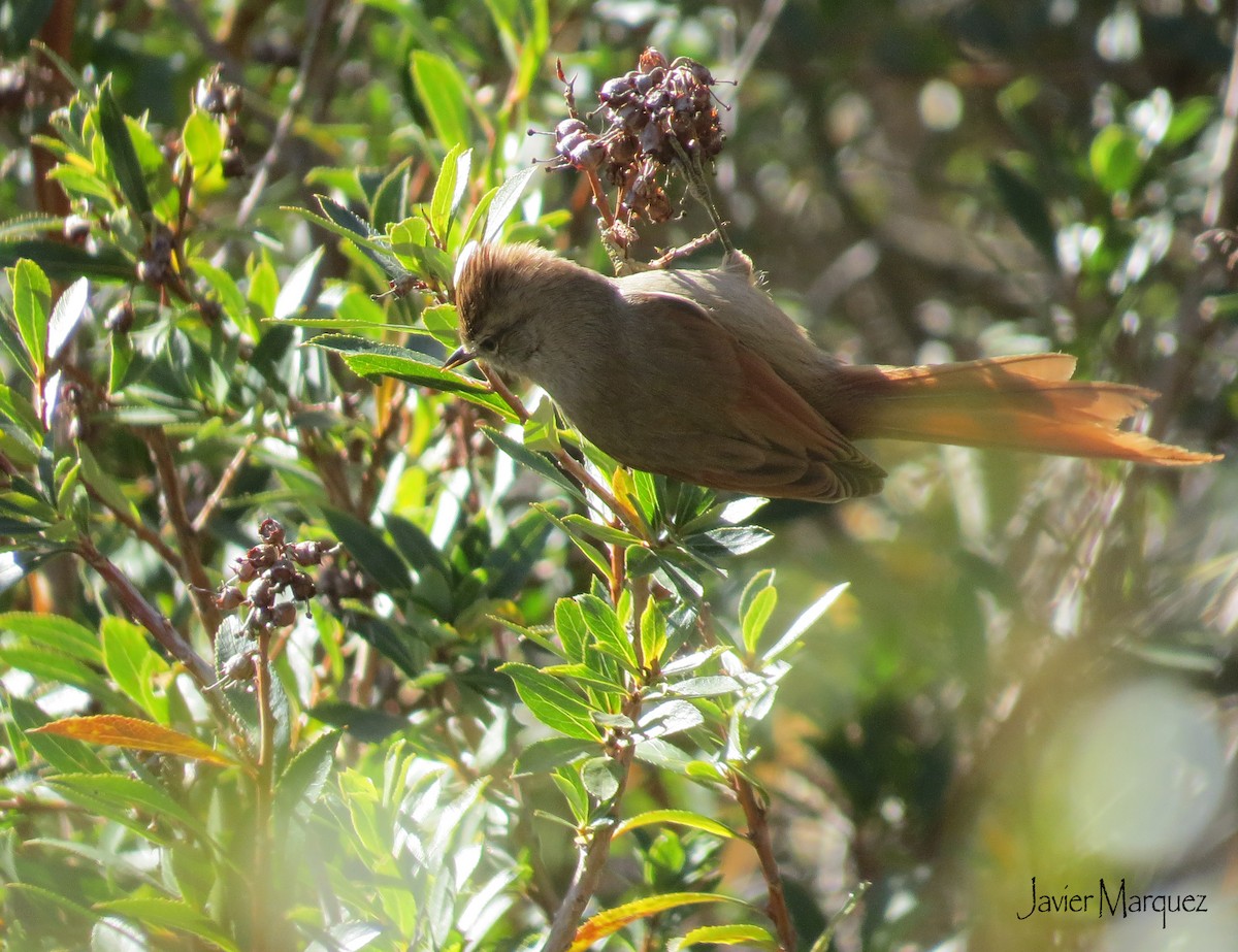 Brown-capped Tit-Spinetail - Javier Márquez