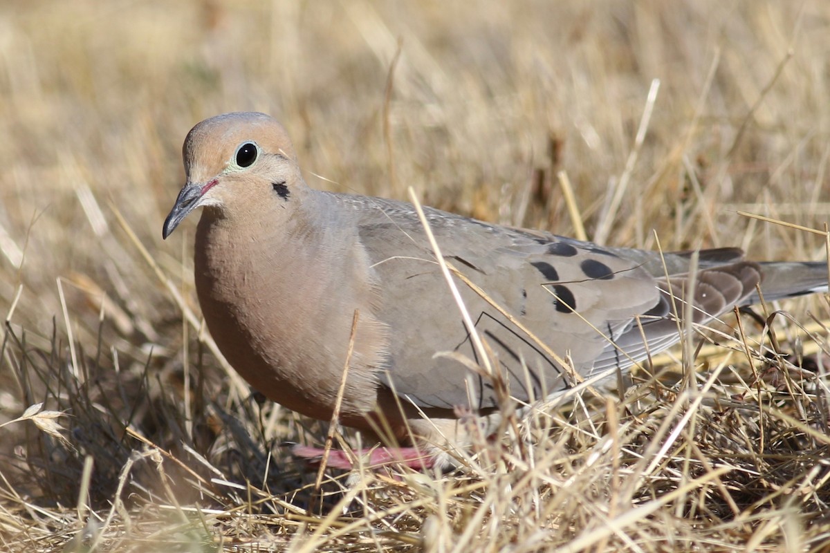 Mourning Dove - Gil Ewing