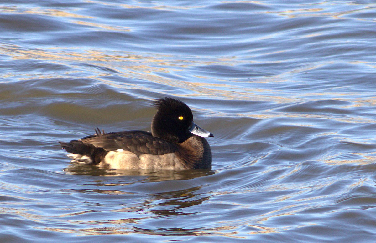 Tufted Duck - ML25250941