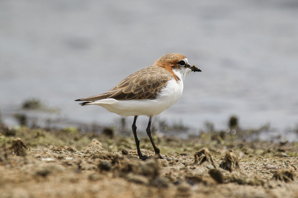 Red-capped Plover - ML25250991