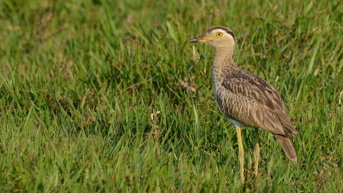 Double-striped Thick-knee - Miguel Aguilar @birdnomad
