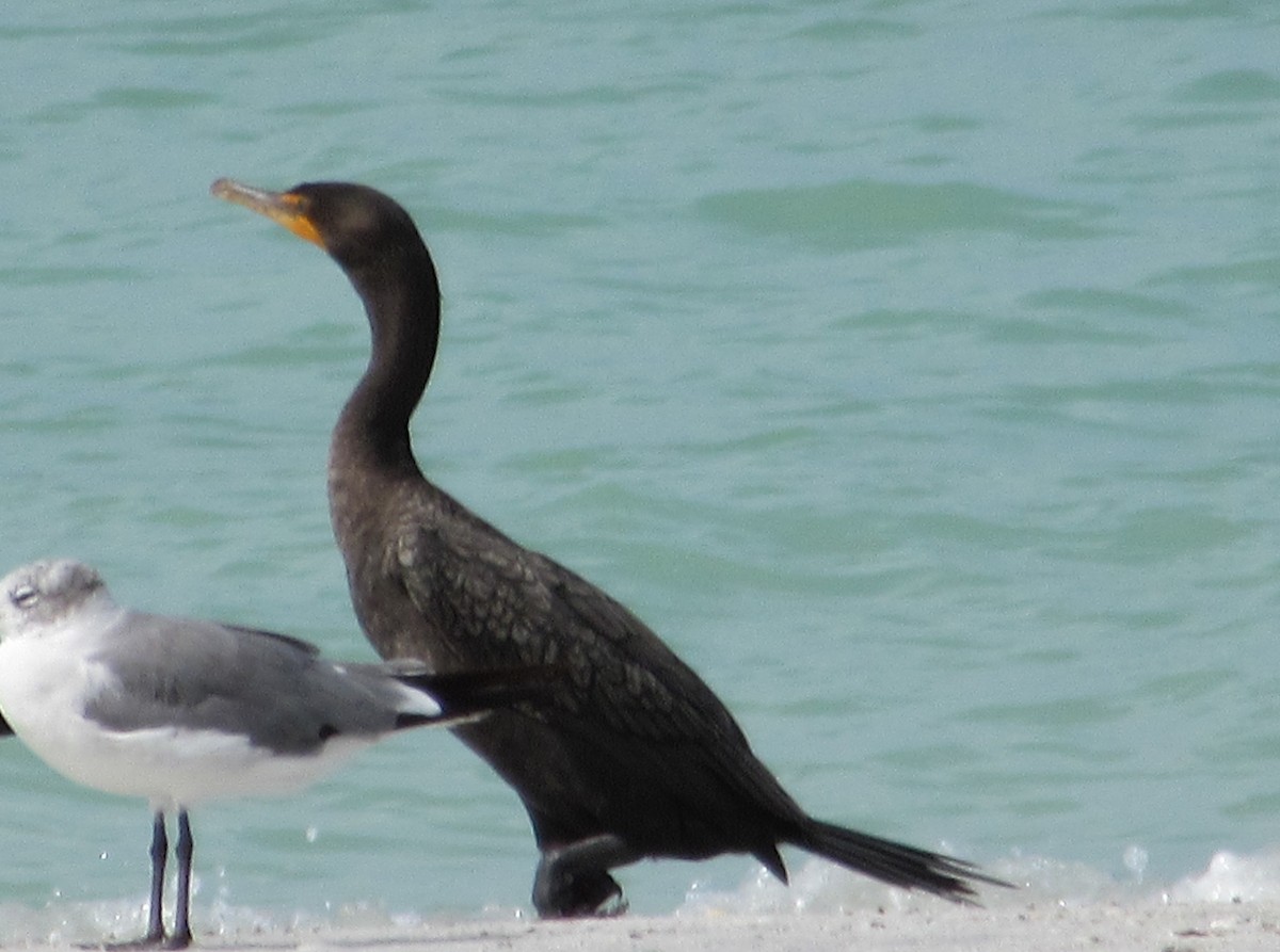 Double-crested Cormorant - Robert Repenning