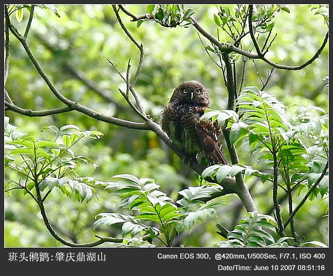 Asian Barred Owlet - Qiang Zeng