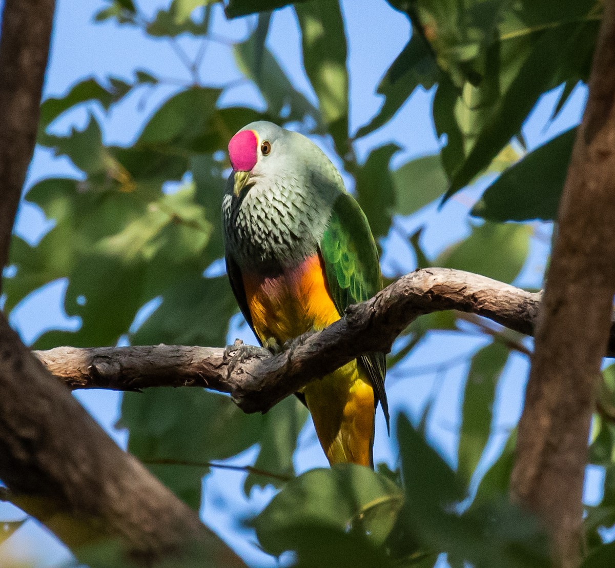 Rose-crowned Fruit-Dove - ML252519941