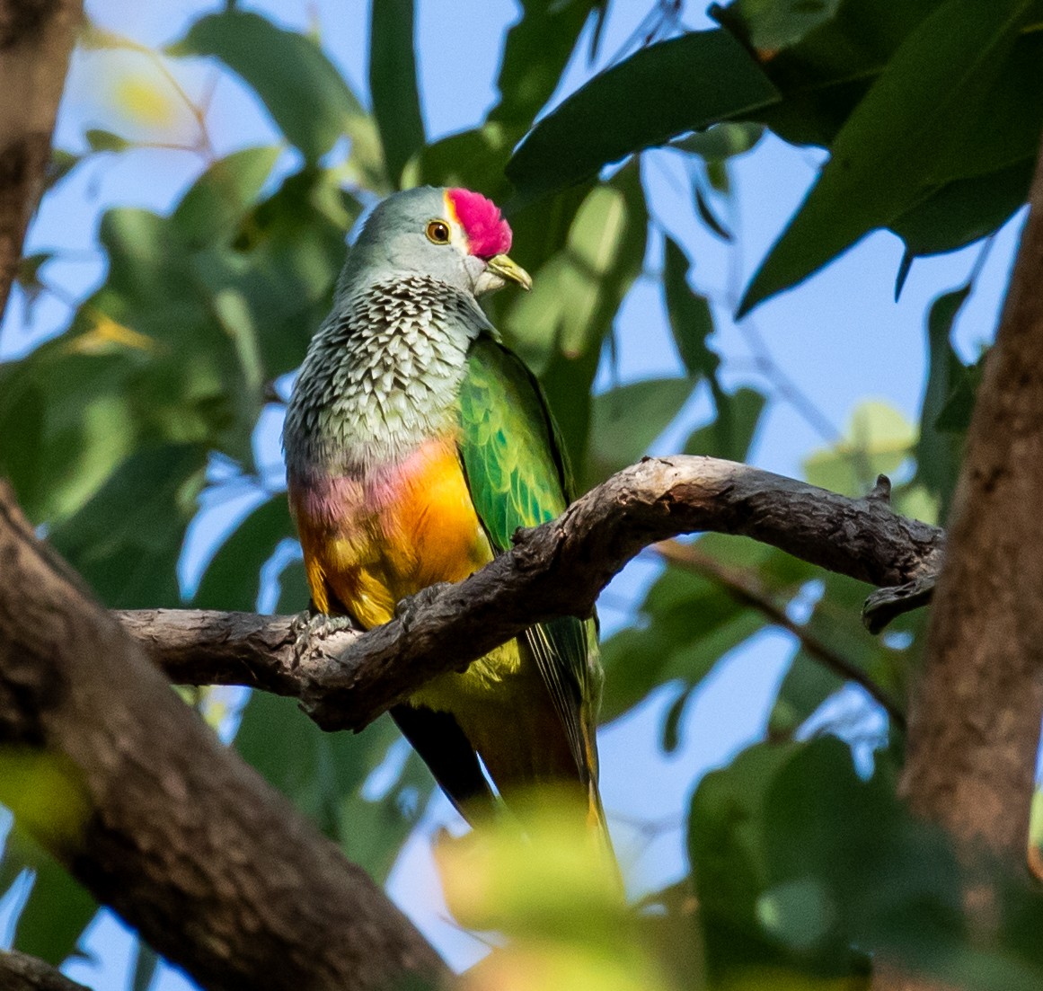 Rose-crowned Fruit-Dove - ML252519951