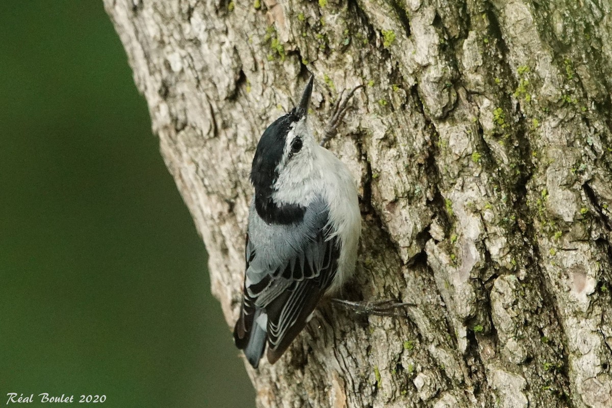 White-breasted Nuthatch - ML252521301