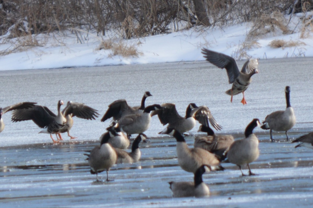 Greater White-fronted Goose - ML25252481