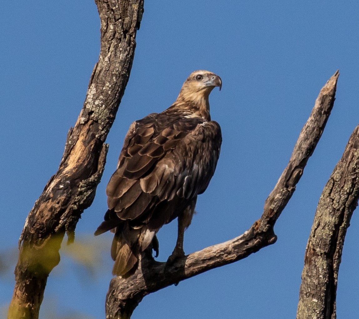 Wedge-tailed Eagle - ML252525081