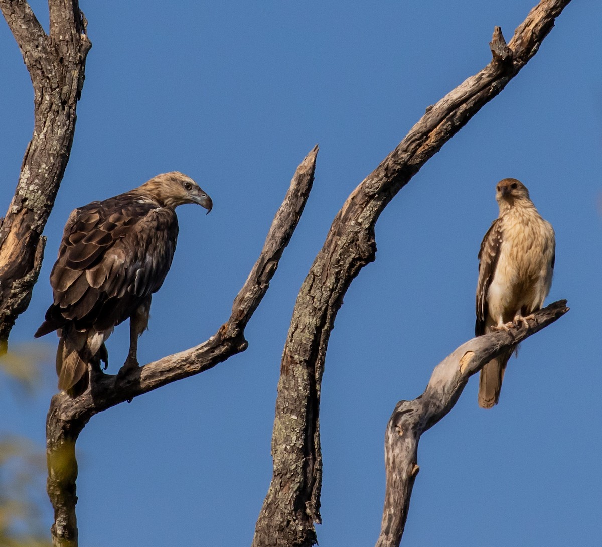 Wedge-tailed Eagle - Ron Hoff Dollyann Myers