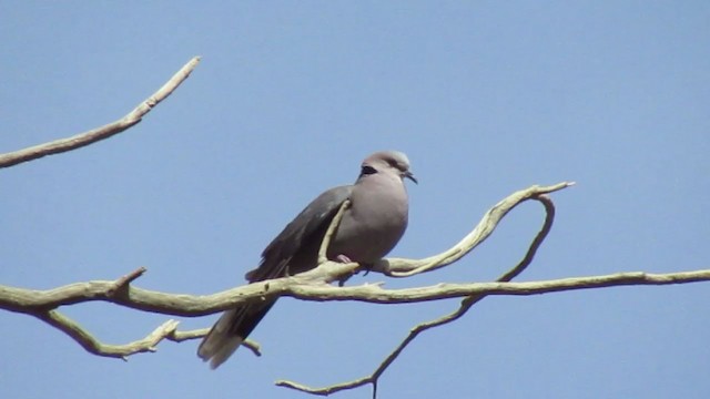 Red-eyed Dove - ML252535301