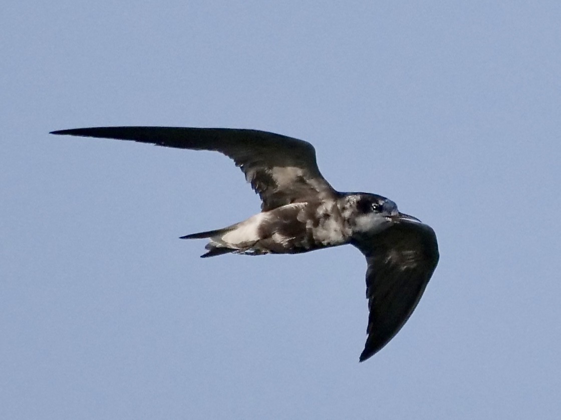 Black Tern - ML252539151