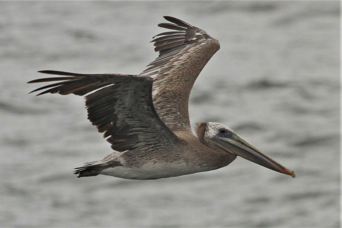 Brown Pelican - Kent Forward