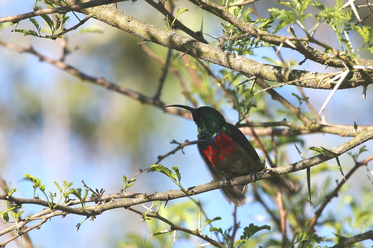 Greater Double-collared Sunbird - Bruce Robinson