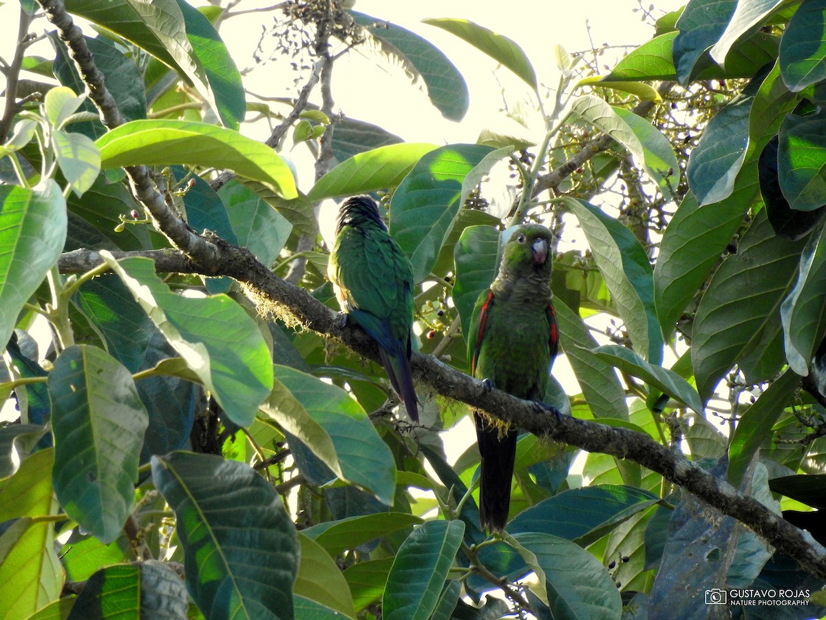 Maroon-tailed Parakeet - Gustavo Rojas
