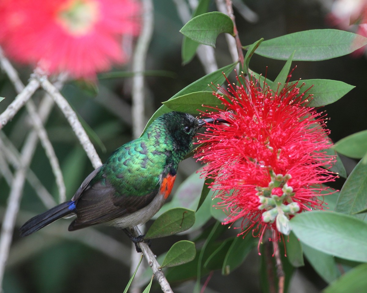Southern Double-collared Sunbird - ML252548741