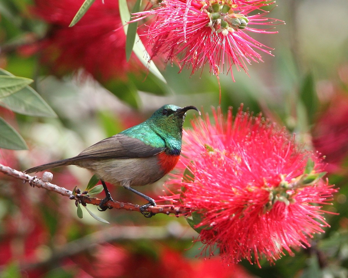 Southern Double-collared Sunbird - ML252548761