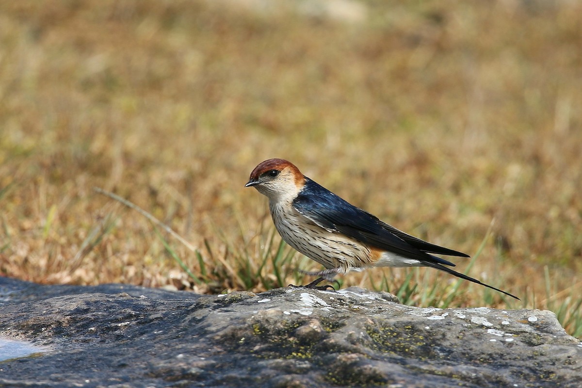 Greater Striped Swallow - Bruce Robinson