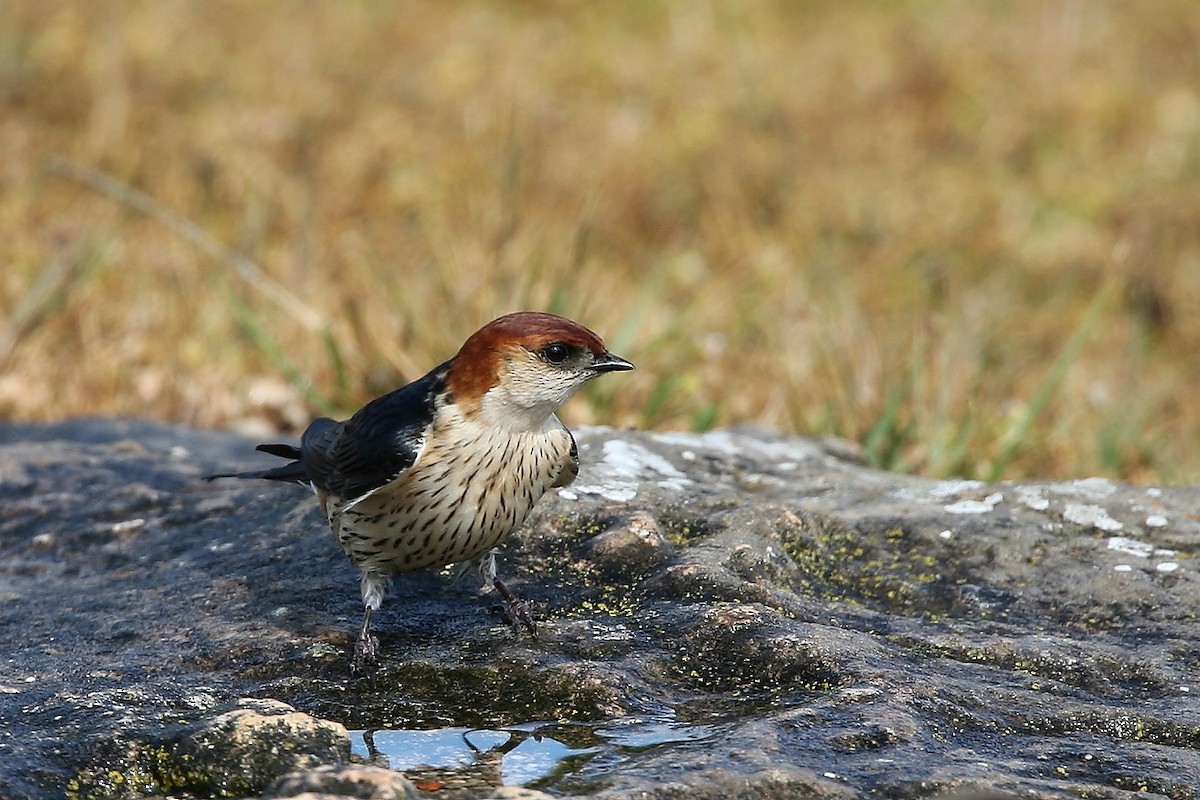 Greater Striped Swallow - ML252550311