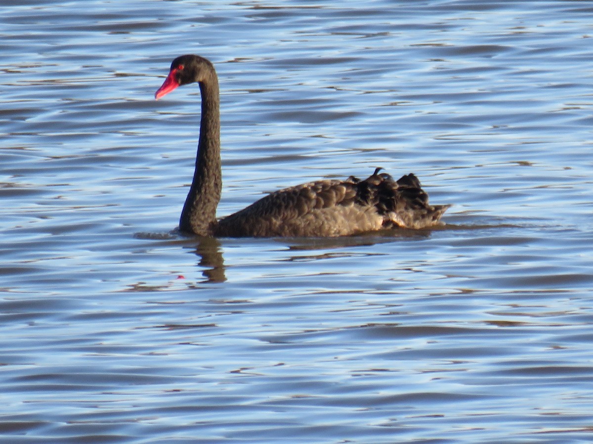 Black Swan - Rodney Macready