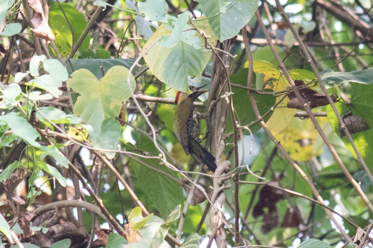 Laced Woodpecker - Sutanan Pinmaneenopparat